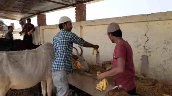 muslim brothers reached gaushala to feed cows muslim brothers reached gaushala to feed cows