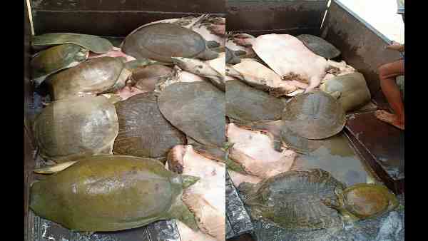 15 लाख के कछुए