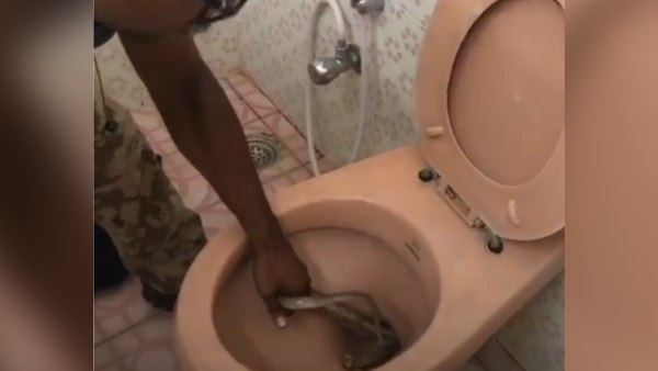 टॉयलेट सीट के अंदर से निकला सांप