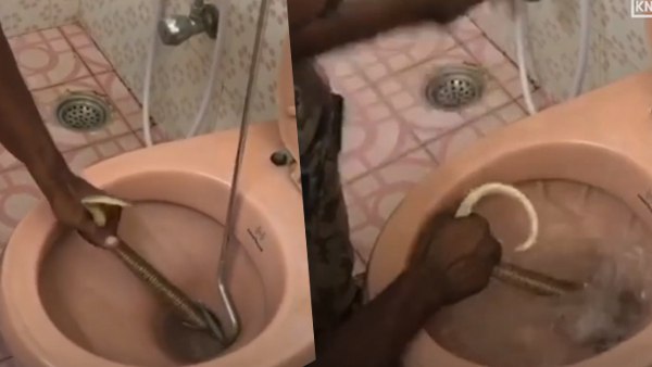 टॉयलेट में कहां से आया सांप