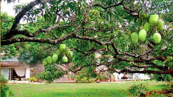 हजार रुपए से भी ज्यादा महंगा आम, इसलिए बढ़े दाम