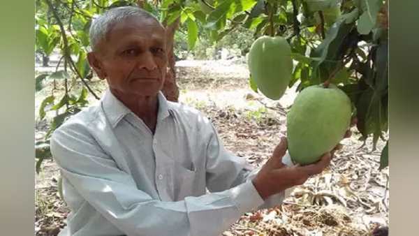 भारत में आम की पैदावार 15,026 टन