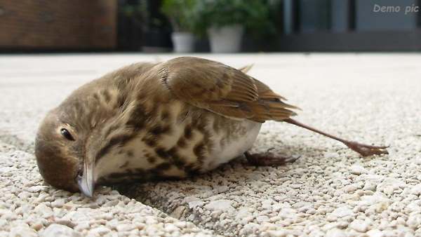 bird hunting in india bird hunting in india