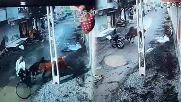 bull attacks on humans bull attacks on humans