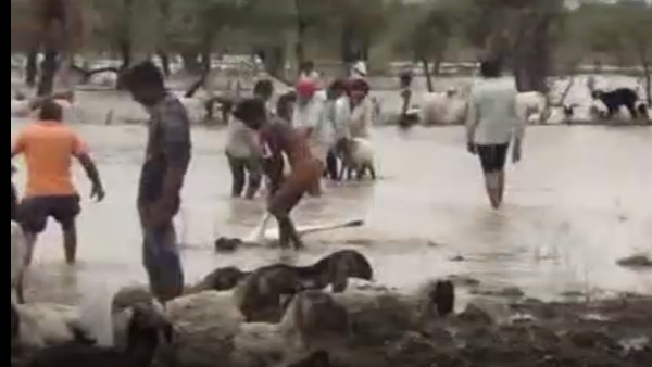 500 sheep died due to heavy rain in Gayari ka kheda Chittorgarh 500 sheep died due to heavy rain in Gayari ka kheda Chittorgarh