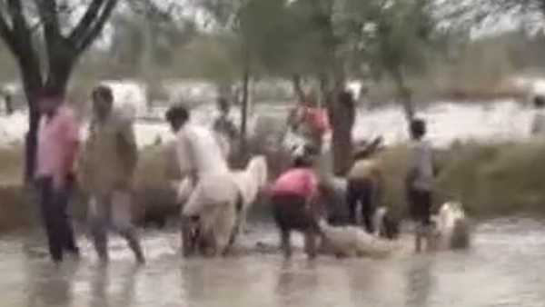 500 sheep died due to heavy rain in Gayari ka kheda Chittorgarh 500 sheep died due to heavy rain in Gayari ka kheda Chittorgarh