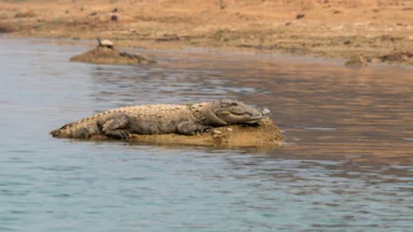 many crocodile seen in saryu river in ayodhya many crocodile seen in saryu river in ayodhya