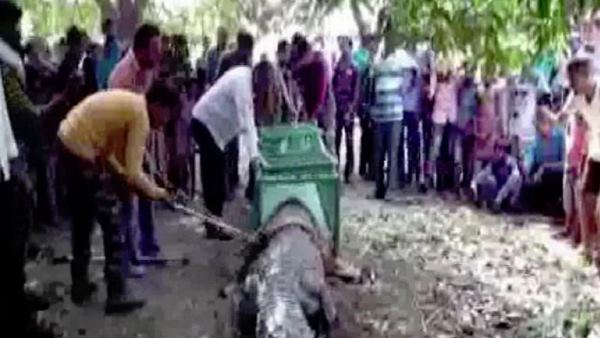 आधी रात को मंदिर में घुस आया मगरमच्छ