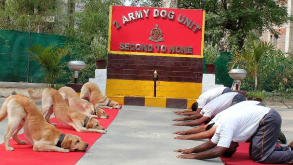 सेना के डॉग स्क्वॉड ने भी किया आज योग