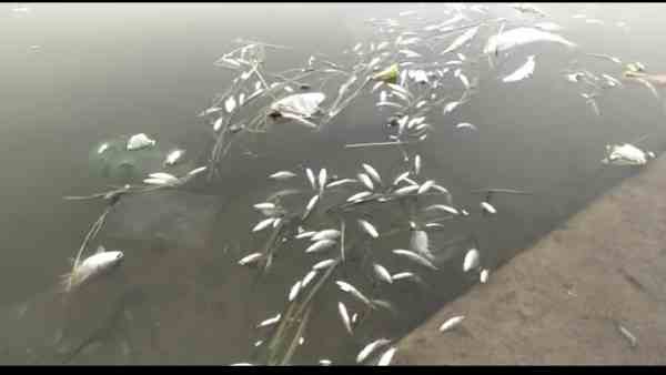 Fishes are dying in Ram ki pairi Fishes are dying in Ram ki pairi