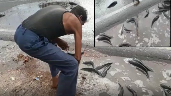 fish Spread on sagar kanpur National highway in Chhatarpur fish Spread on sagar kanpur National highway in Chhatarpur