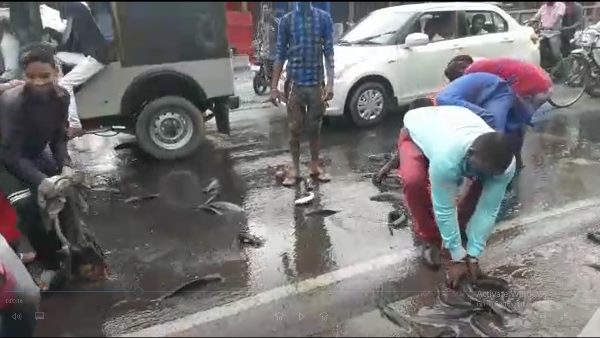 fish Spread on sagar kanpur National highway in Chhatarpur fish Spread on sagar kanpur National highway in Chhatarpur