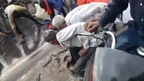 fish Spread on sagar kanpur National highway in Chhatarpur fish Spread on sagar kanpur National highway in Chhatarpur