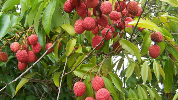 'लीची' खाने के फायदे