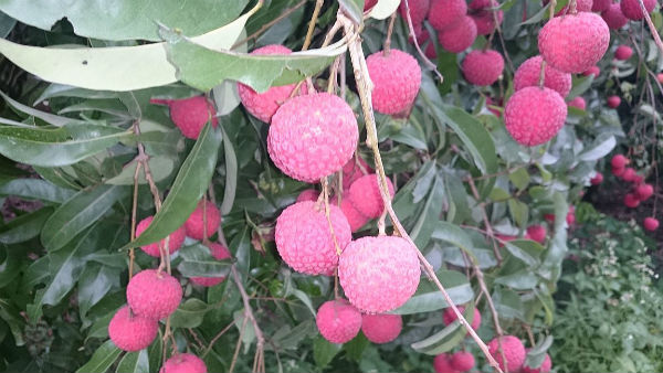 'लीची' फ्री रेडिकल्स से रक्षा करती है...
