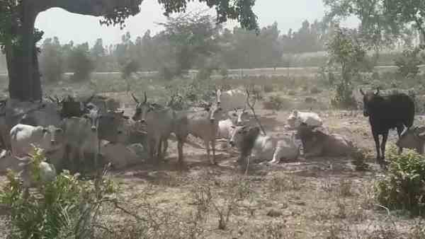 two ox died in the gaushala two ox died in the gaushala