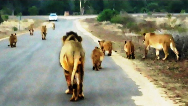 गुजरात से जाएंगे बब्बर शेर, व्हाइट मिलेंगे बंगाल टाइगर