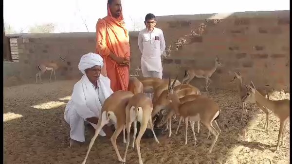 Bishnoi community treats Deer as a family member in Rajasthan Bishnoi community treats Deer as a family member in Rajasthan