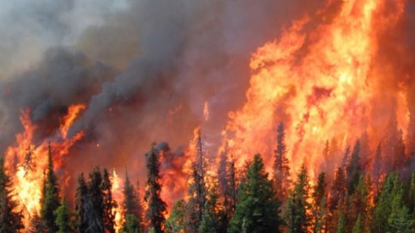 forest fire in uttarakhand has turned into a big eveeyday problem forest fire in uttarakhand has turned into a big eveeyday problem