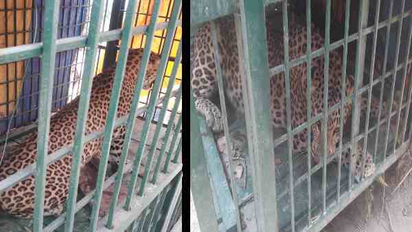 Leopard entered in the village caught after six hours Leopard entered in the village caught after six hours