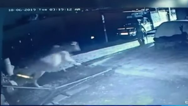 ..और फिर डरकर भाग गया जंगल का राजा