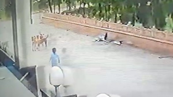 3 year old child attacked by 5 stray dogs in mathura 3 year old child attacked by 5 stray dogs in mathura