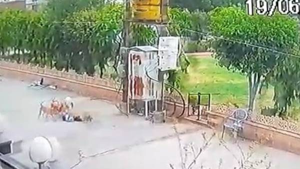 3 year old child attacked by 5 stray dogs in mathura 3 year old child attacked by 5 stray dogs in mathura