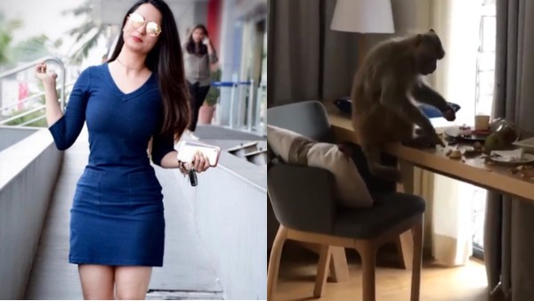 monkey enters into actress Soundarya Sharmas room, had breakfast monkey enters into actress Soundarya Sharmas room, had breakfast