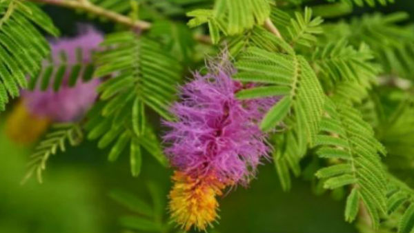 सूर्य और बृहस्पति के समान ही बुध ग्रह को भी महत्वपूर्ण है