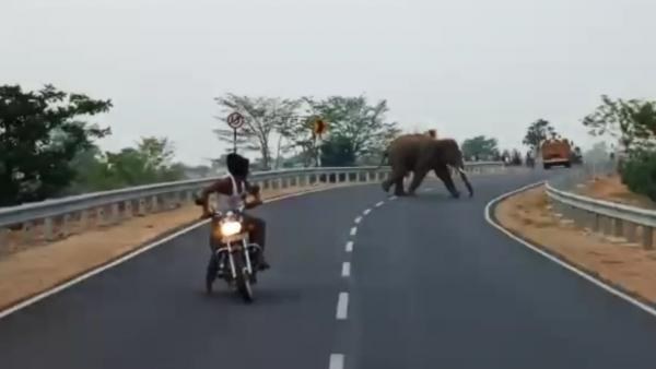 elephant creates ruckus on road near ranchi elephant creates ruckus on road near ranchi