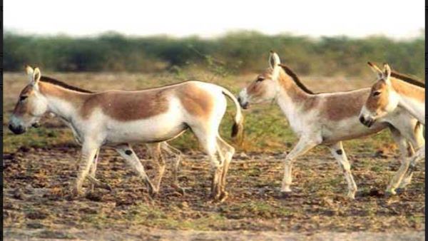 मानसून के सीजन में बदल जाता है वेष