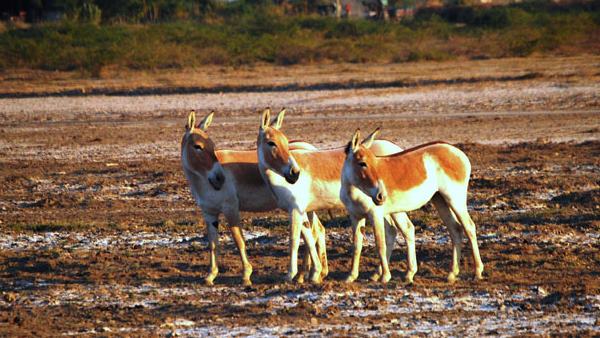4953 वर्ग किलोमीटर के क्षेत्र में फैला एकमात्र घुड़खर अभ्यारण्य