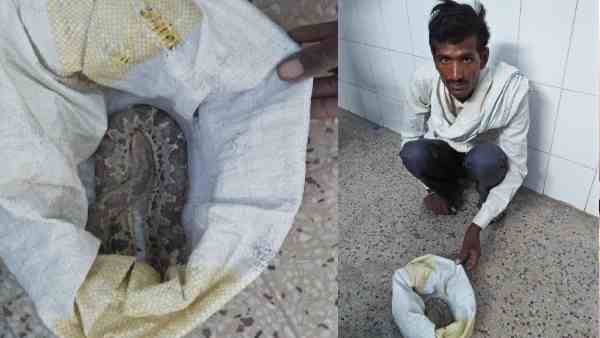 poisonous snake bites a man poisonous snake bites a man