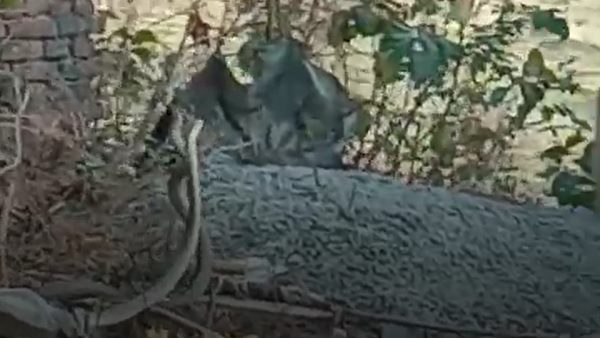 pair of snake seen outside police station pair of snake seen outside police station