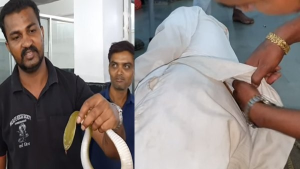 कीलबैक प्रजाति का था सांप