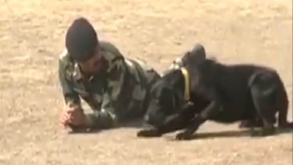 Special Dog Squad will Deployed on India Pakistan border Jaisalmer Special Dog Squad will Deployed on India Pakistan border Jaisalmer