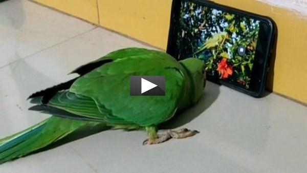 This parrot addicted towards mobile, watch video of Raisen MP This parrot addicted towards mobile, watch video of Raisen MP