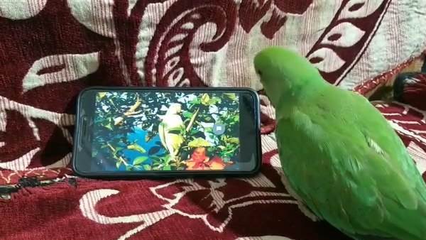 तोता हुआ मोबाइल का दीवाना