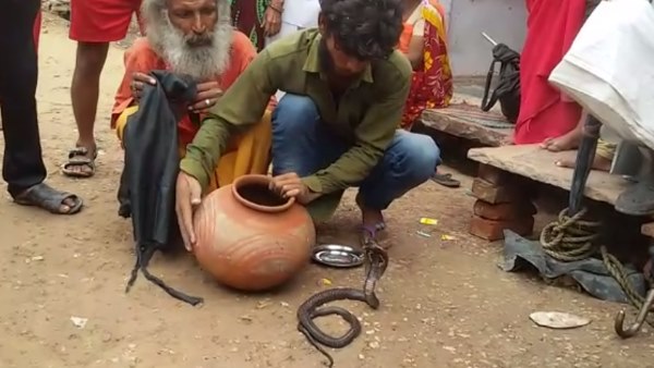 Two Member of a Family Died due to Snake Biting in Hindaun City Karauli Two Member of a Family Died due to Snake Biting in Hindaun City Karauli
