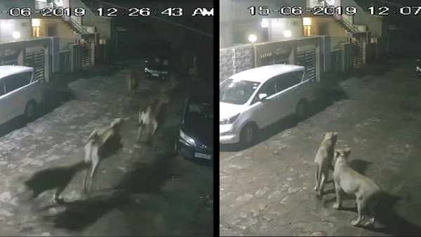 watch video: lions enter in amreli city at night, hunting many cow watch video: lions enter in amreli city at night, hunting many cow