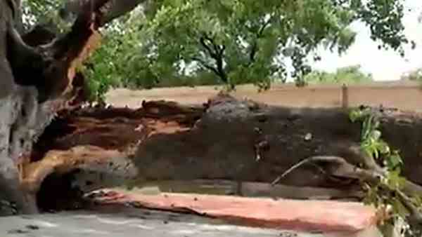 one killed when branch of peepal fell on students one killed when branch of peepal fell on students
