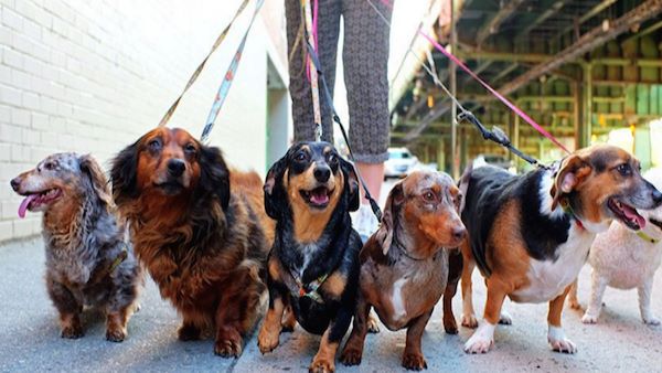 46 Dog squad transfer in Madhya pradesh 46 Dog squad transfer in Madhya pradesh
