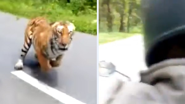 वायनाड स्थित मुथांगा वन्यजीव अभयारण्य का VIDEO