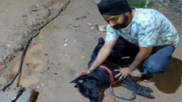 dog kills himself to save owners life in mohali dog kills himself to save owners life in mohali