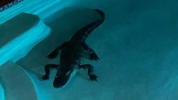 7-foot alligator found in swimming pool in Florida, woman scared 7-foot alligator found in swimming pool in Florida, woman scared