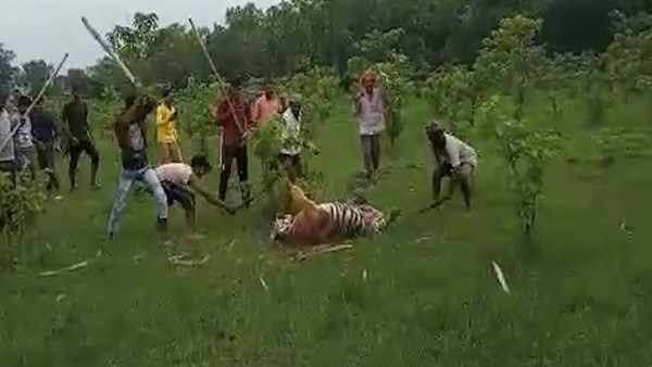 tiger beaten to death villagers pilibhit uttar pradesh tiger beaten to death villagers pilibhit uttar pradesh