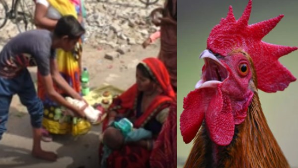 blind faith : Cock protect children from ghosts and diseases in Bharatpur blind faith : Cock protect children from ghosts and diseases in Bharatpur