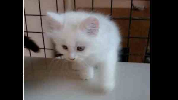 man duped by thousands of money by selling cat on olx man duped by thousands of money by selling cat on olx
