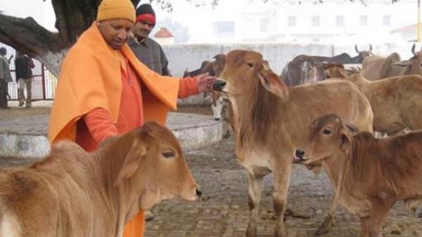 प्रयागराज और अयोध्या के गौशाल में कई गायों की मौत