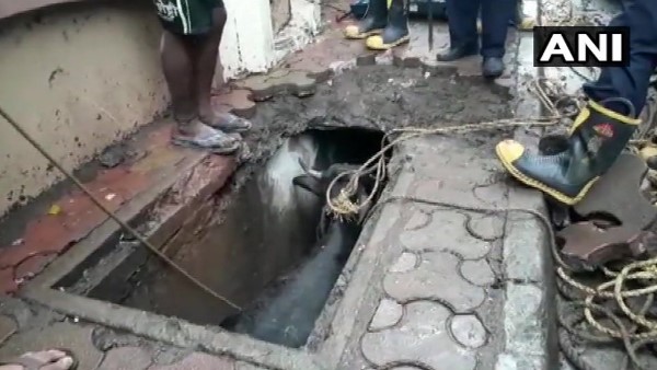 cow got stuck in a gutter in Kandivali West area in mumbai cow got stuck in a gutter in Kandivali West area in mumbai